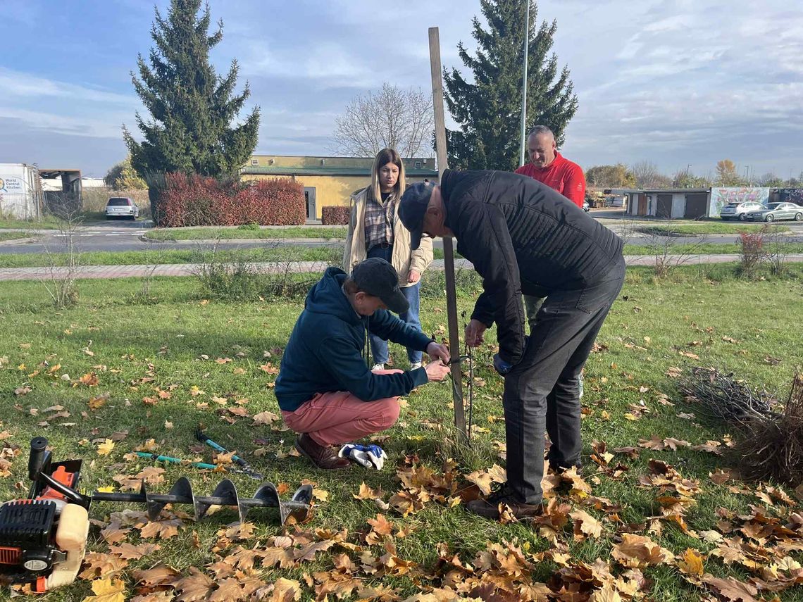 Kilkadziesiąt nowych drzew w mieście. Bo nie wszystkie się przyjęły