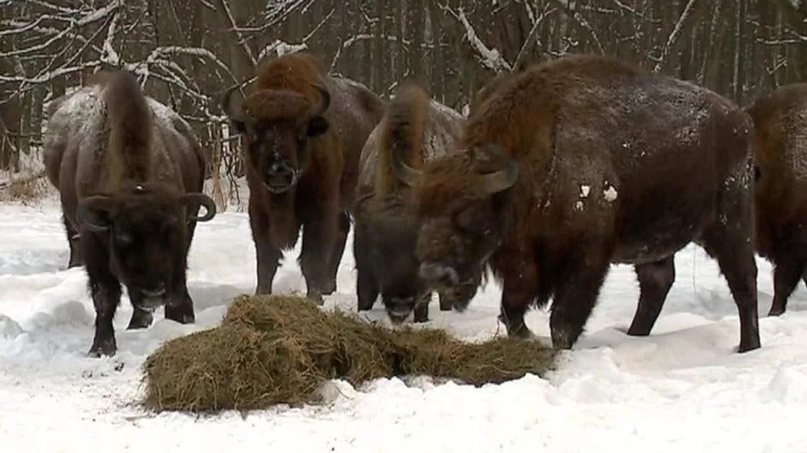 Kilkadziesiąt żubrów do odstrzału. "Ze względu na ich cherlawość" Kilkadziesiąt żubrów do odstrzału. "Ze względu na ich cherlawość"