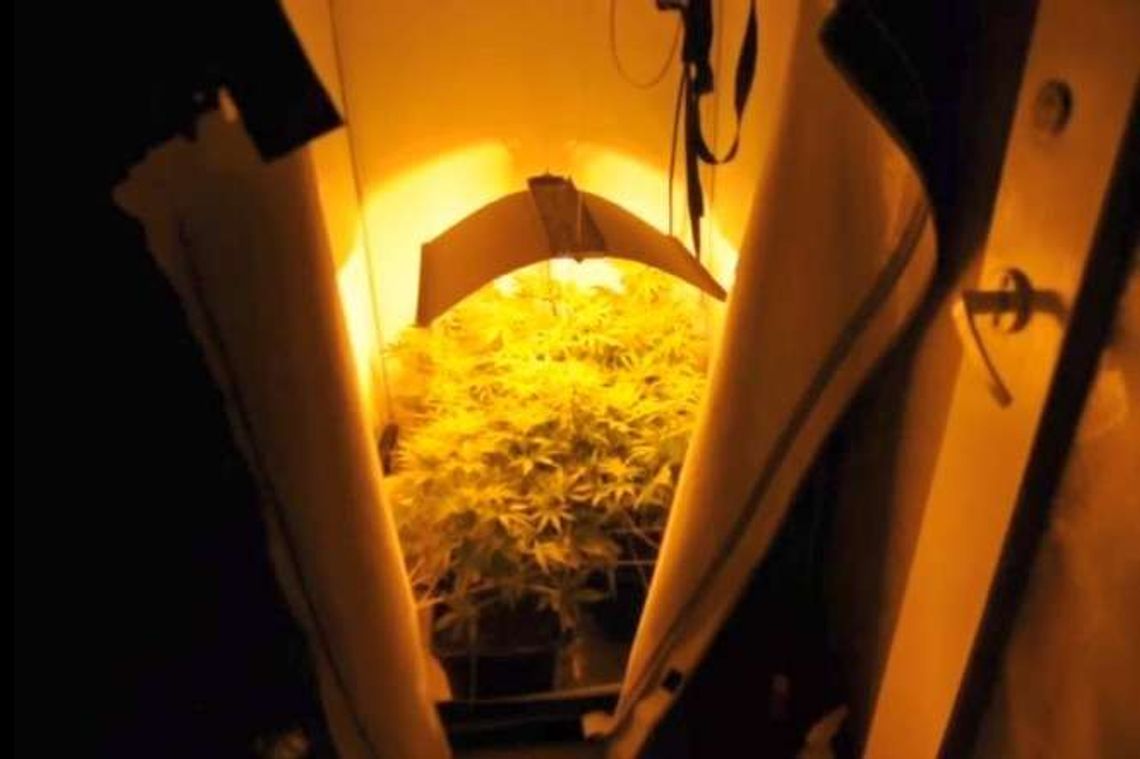 Kilogram konopi indyjskich w mieszkaniu na os. Nałkowskich w Lublinie Kilogram konopi indyjskich w mieszkaniu na os. Nałkowskich w Lublinie