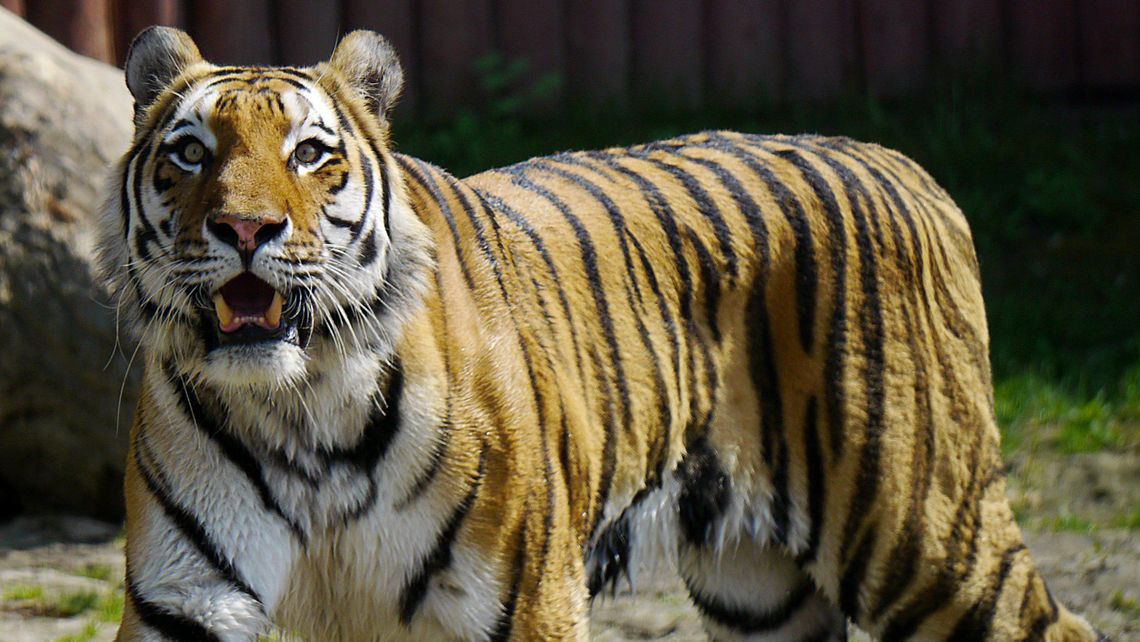 Kino, muzea i zoo w Zamościu zamknięte z powodu zagrożenia koronawirusem