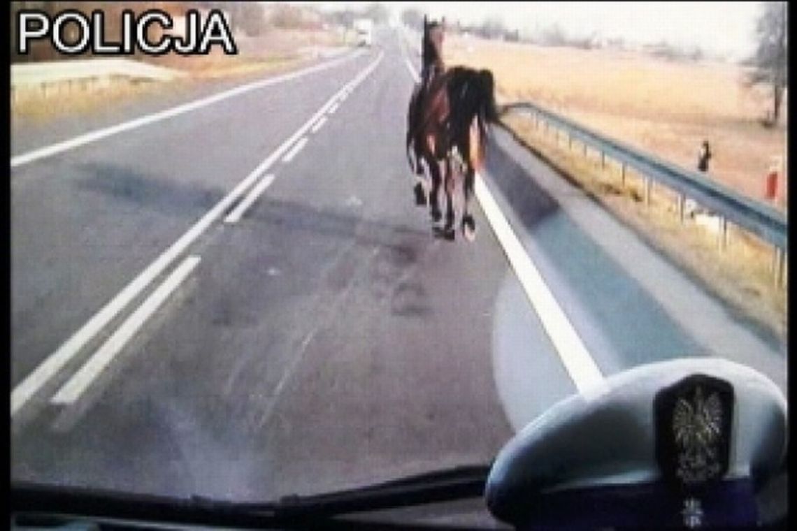 Klacz uciekinierka galopowała po drodze krajowej nr 12 (wideo) Klacz uciekinierka galopowała po drodze krajowej nr 12 (wideo)