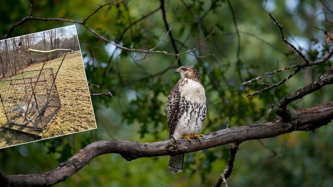 Klatka, a w niej gołąb. Tak działają kłusownicy Klatka, a w niej gołąb. Tak działają kłusownicy
