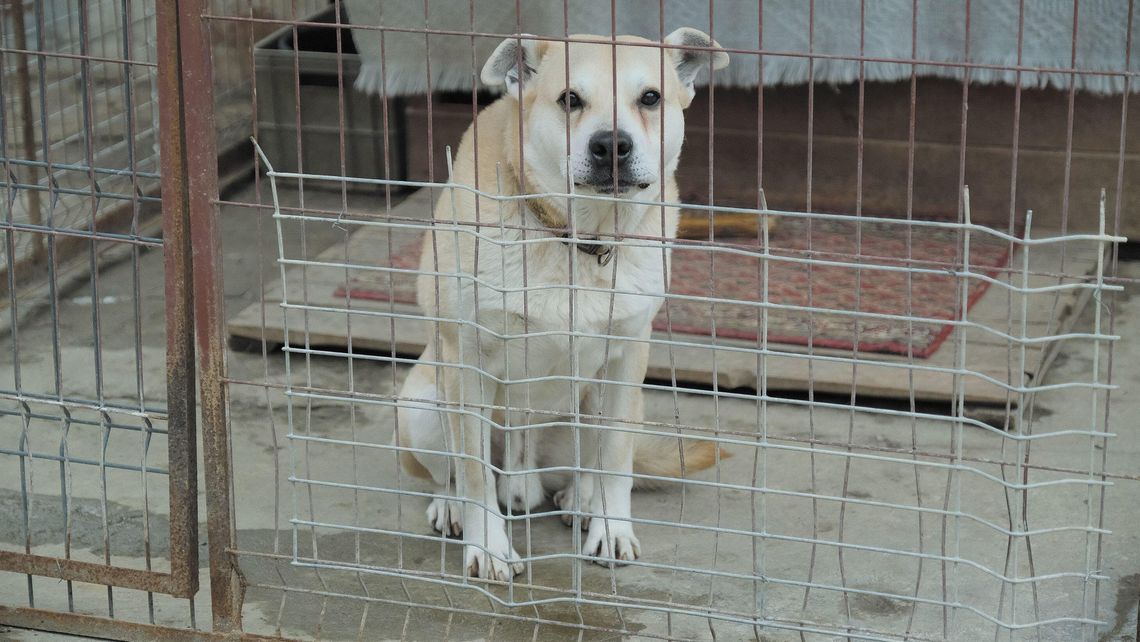 Klatki nie dla norek, kolczatki nie dla psów. Jarosław Kaczyński zapowiedział zmiany w prawie