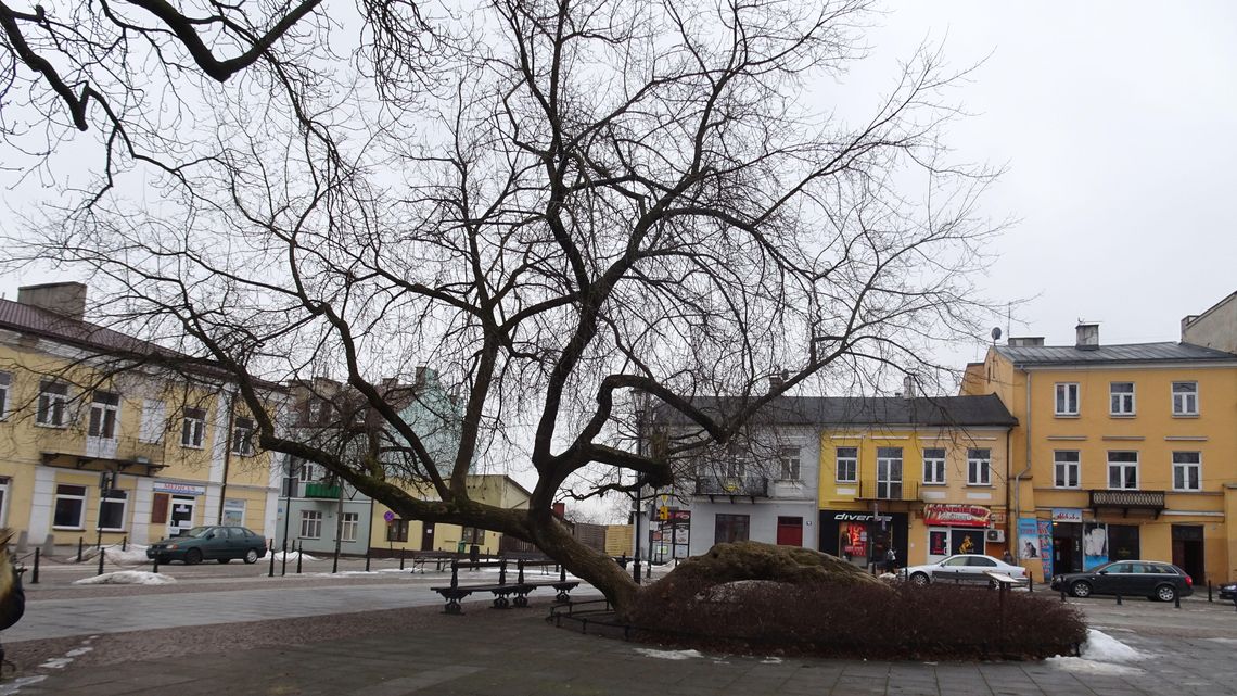 Klęczące Drzewo miało zostać wycięte. Teraz walczy o tytuł Europejskiego Drzewa Roku 2019
