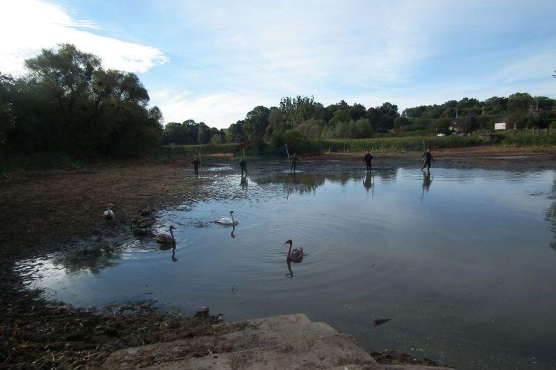 Klementowice: Łabędzie zostają w wyschniętym stawie