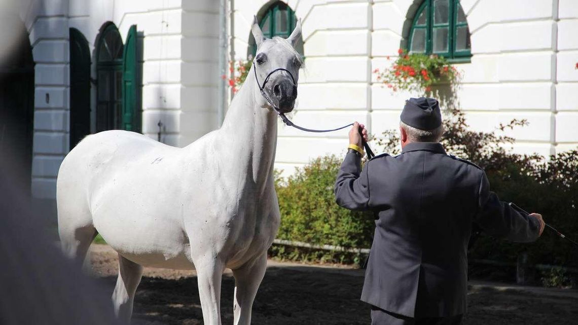 Klęska Pride of Poland. Kupcy z Izraela i Belgii nie zapłacili za konie Klęska Pride of Poland. Kupcy z Izraela i Belgii nie zapłacili za konie