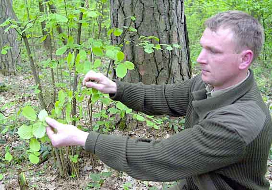 Kleszcz czyha w leszczynie