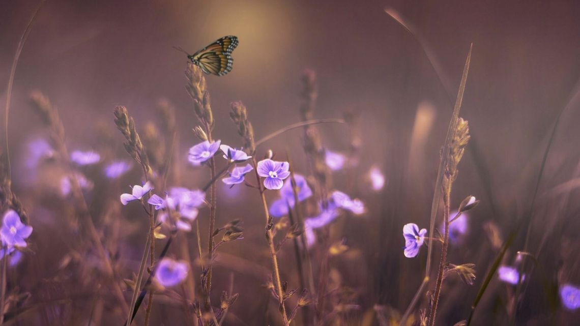 Kleszcze - jedne z najniebezpieczniejszych zwierząt świata