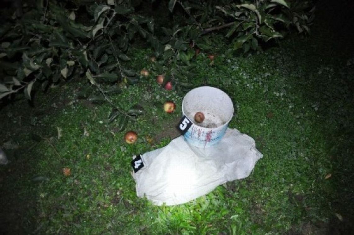 Kluczkowice: Złodziej ukradł przez miesiąc 2,5 tony jabłek Kluczkowice: Złodziej ukradł przez miesiąc 2,5 tony jabłek