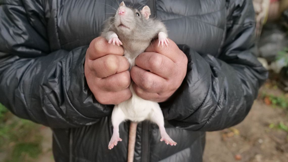 Klusia ocalona za 700 puszek. Historia pary bezdomnych i ich towarzyszki