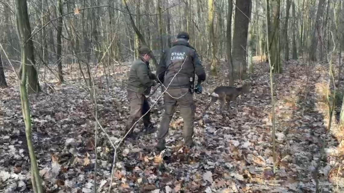 Kłusował w lesie. Wpadł na gorącym uczynku Kłusował w lesie. Wpadł na gorącym uczynku