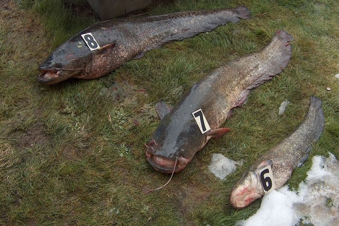 Kłusownicy złowili olbrzymie sumy i wpadli