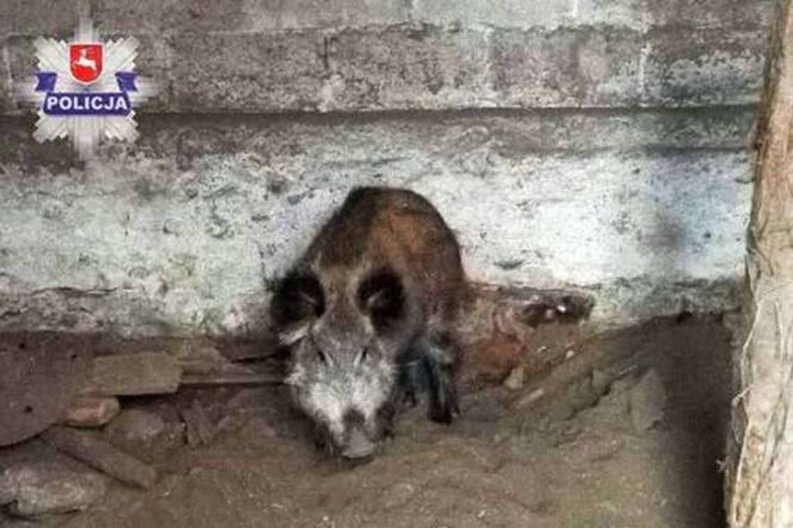 Kłusownik grasował nad Bugiem. Miał też żywego dzika Kłusownik grasował nad Bugiem. Miał też żywego dzika