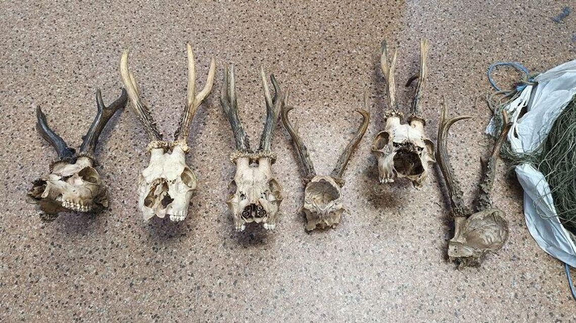 Kłusownik schwytany. W domu miał wnyki i poroża