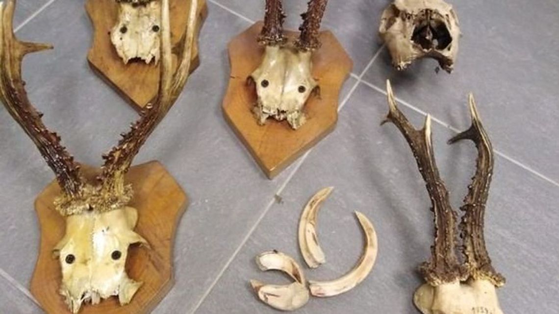 Kłusownik wpadł na gorącym uczynku. W domu miał czaszki i kły zwierząt