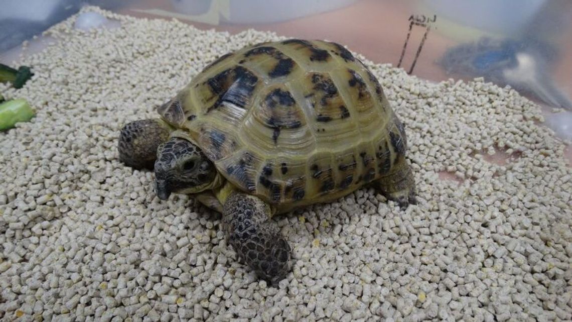 Kły morsa, tabletki z wyciągu z konika morskiego. Niecodzienne przemyty