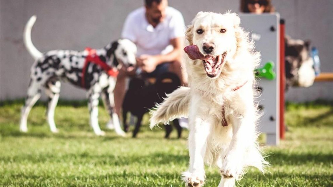 Know Hau. Warsztaty dla właścicieli psów w Skende Know Hau. Warsztaty dla właścicieli psów w Skende