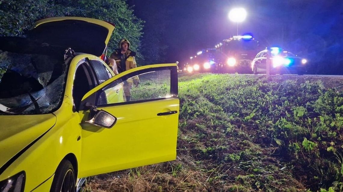 Kobieta potrąciła łosia i straciła psa. York rzucił się w pogoń za sprawcą kolizji