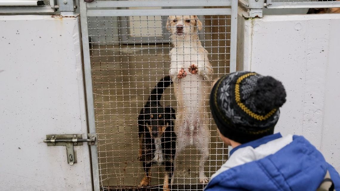 Koce, ręczniki, pledy. Centrum handlowe w Lublinie zbiera dary dla schronisk dla zwierząt Koce, ręczniki, pledy. Centrum handlowe w Lublinie zbiera dary dla schronisk dla zwierząt