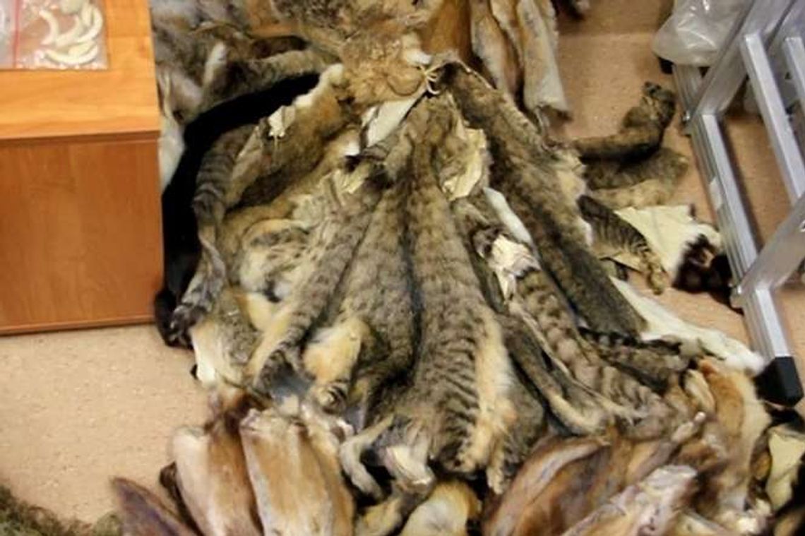 Kocie skóry i nielegalny arsenał u 54-latka (zdjęcia)