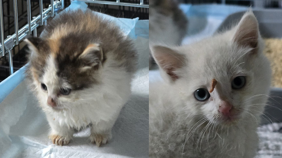 Kocięta porzucone pod bramą. Schronisko: To jest skrajna nieodpowiedzialność Kocięta porzucone pod bramą. Schronisko: To jest skrajna nieodpowiedzialność