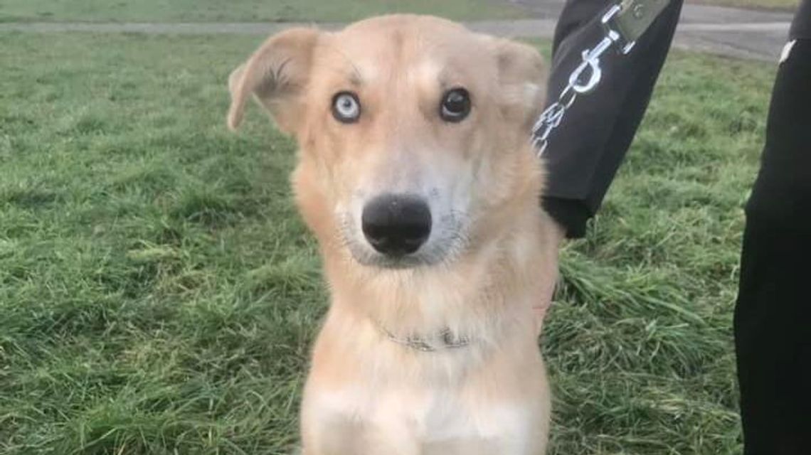 Koksowi udało się uciec z bombardowanego Charkowa. Teraz szuka domu w Polsce