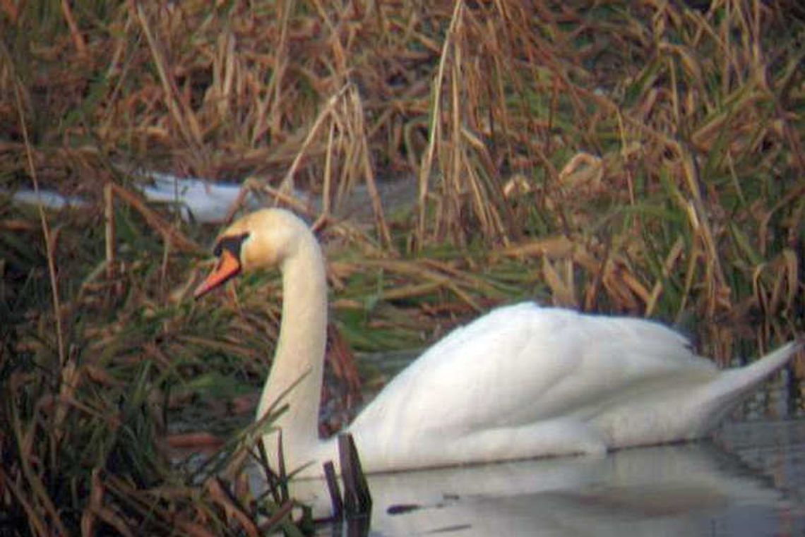 Kolejna edycja Zimowego Ptakoliczenia już w ten weekend