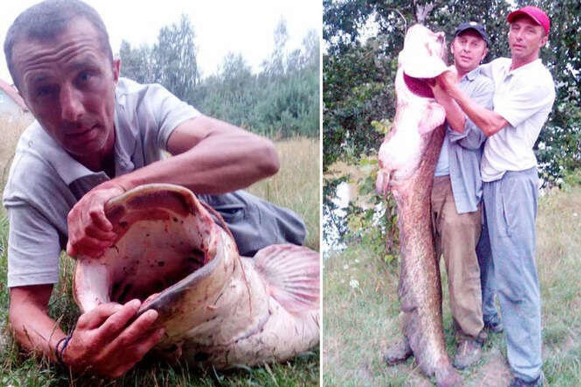 Kolejna gigantyczna ryba złowiona w tym samym miejscu. „Sam nie dałbym rady jej wyciągnąć”