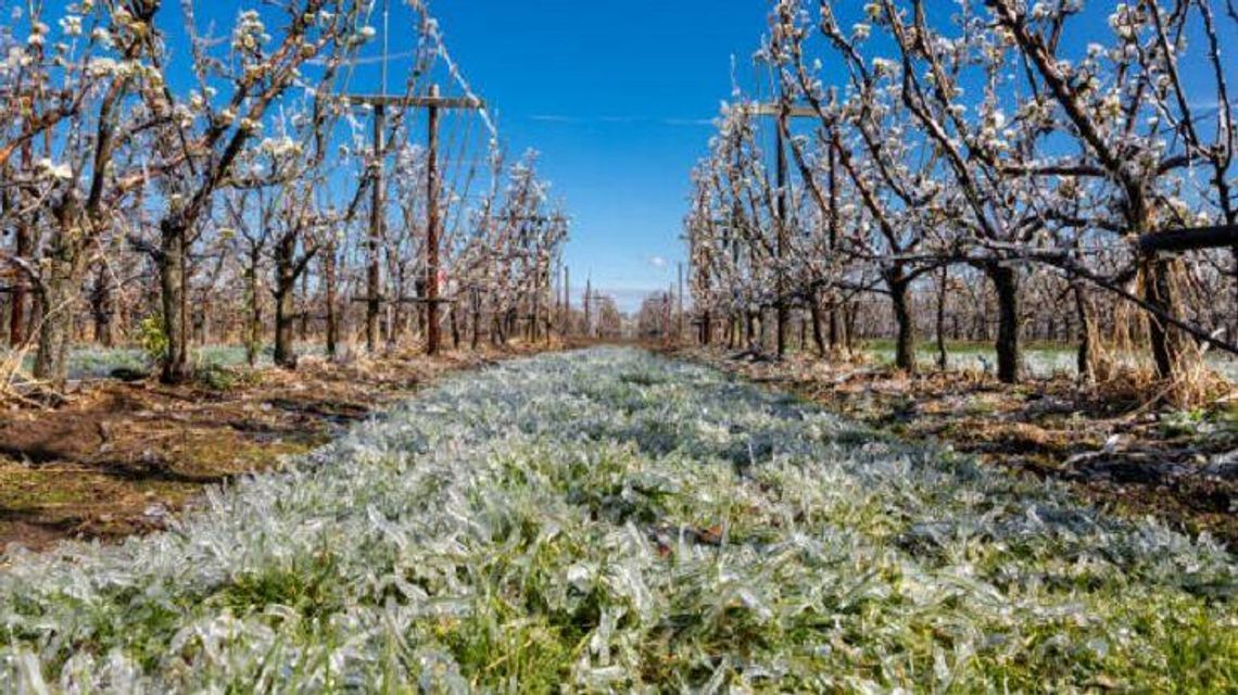 Kolejna noc z przymrozkami 