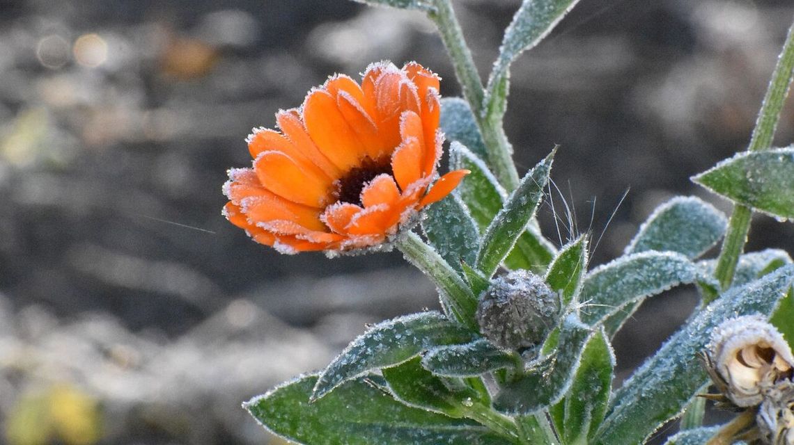 Kolejna zimna noc. Może być kilka stopni poniżej zera