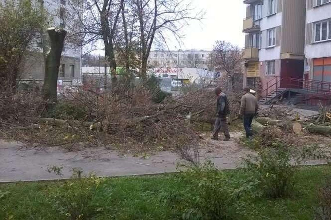 Kolejne drzewa do wycięcia w Lublinie. "Nikomu nie przeszkadzały"