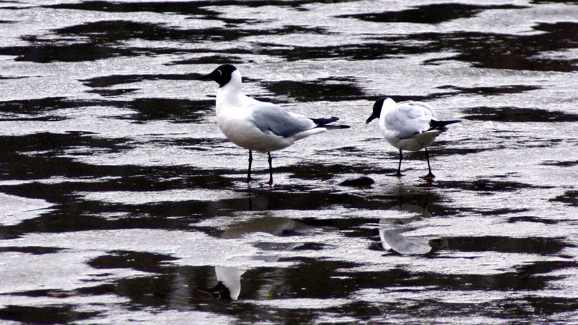 Kolejne martwe mewy. W całej Polsce szerzy się zabójczy wirus