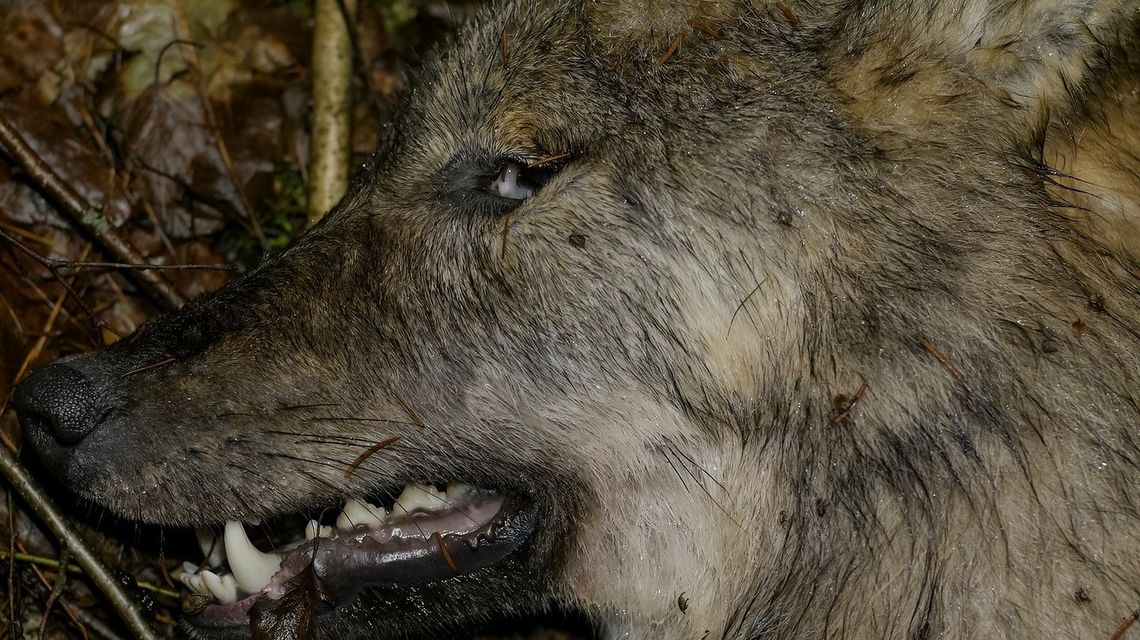 Kolejne martwe zwierzę w powiecie bialskim 