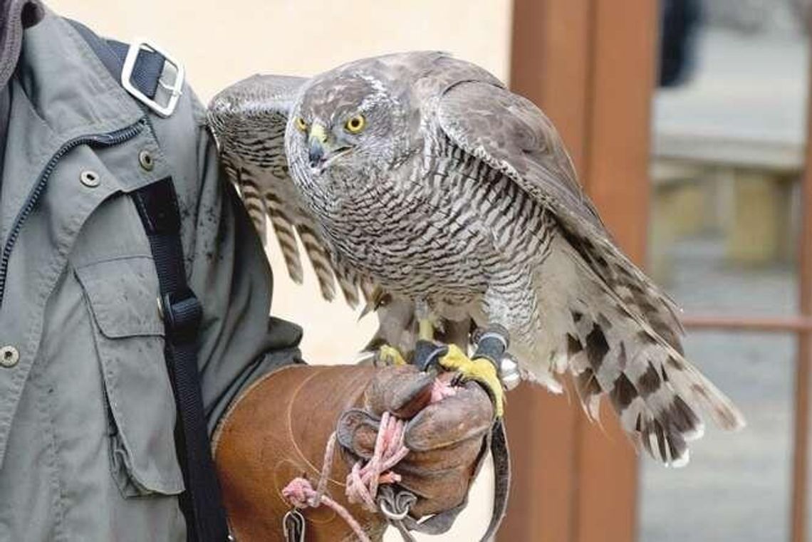 Kolejne miasto chce się pozbyć ptaków brudzących chodniki i ławki. Sokół ma pracę