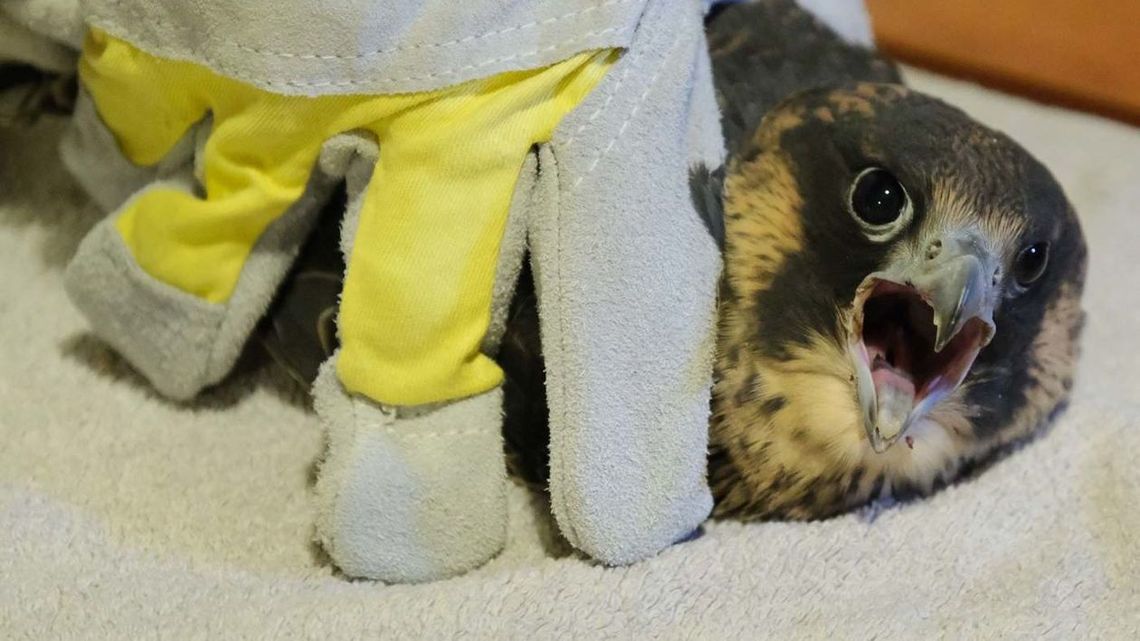 Kolejne miasto z sokołami. Ptaki w 40 sekund przelecą stąd do Lasów Kozłowieckich