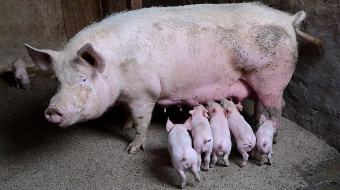 Kolejne ognisko ASF na Lubelszczyźnie. Wirus wykryto w powiecie radzyńskim Kolejne ognisko ASF na Lubelszczyźnie. Wirus wykryto w powiecie radzyńskim