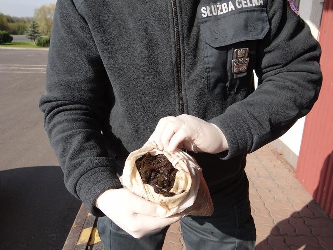 Kolejne pijawki trafiły do Zoo w Zamościu