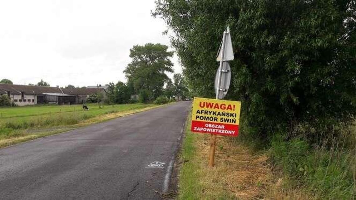Kolejne przypadki ASF w woj. lubelskim. Zaostrzona bioasekuracja