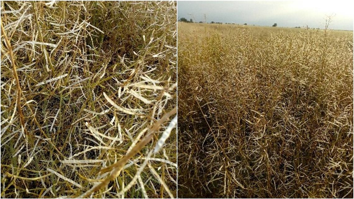 Kolejne straty w gm. Wojciechów. Burza z gradem zniszczyła plony