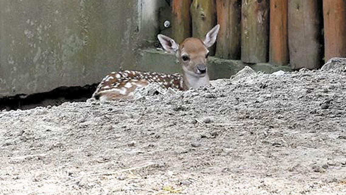 Kolejne urodziny w ZOO w Zamościu
