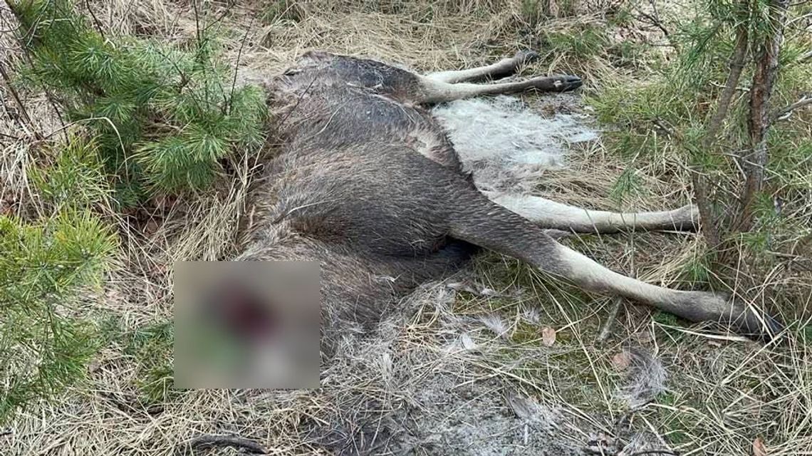 Kolejne zwierzęta bez głowy w lesie koło Puław. Już trzy w tym roku
