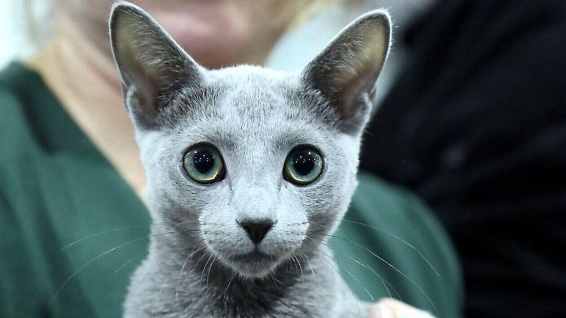 Kolejny rok darmowej sterylizacji zwierząt w Lublinie Kolejny rok darmowej sterylizacji zwierząt w Lublinie