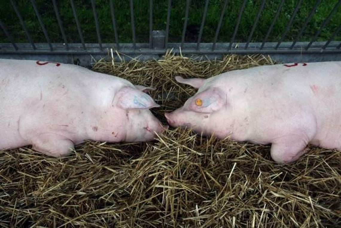 Kolejny spis dla rolników. Ankieterzy prześwietlą gospodarstwa