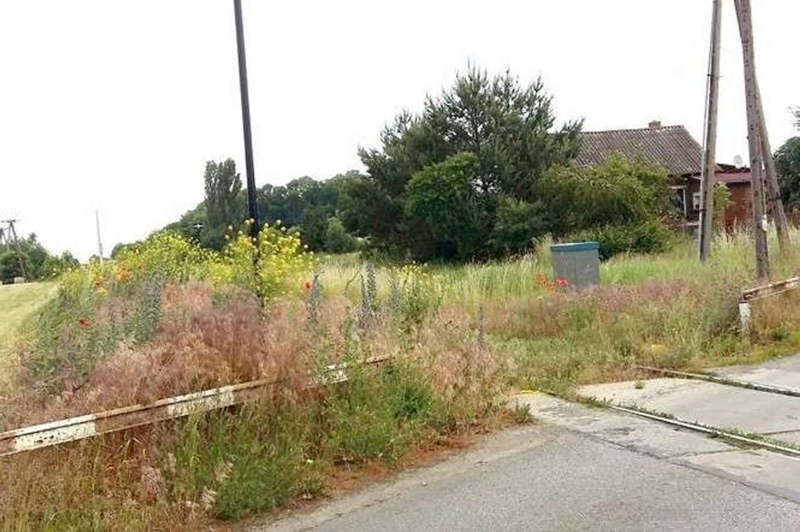 Kolejowy przejazd wyjrzał z chaszczy