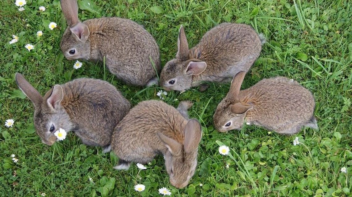 Koło Lublina ktoś wyrzucił truchła królików. Uwaga, to chore zwierzęta Koło Lublina ktoś wyrzucił truchła królików. Uwaga, to chore zwierzęta