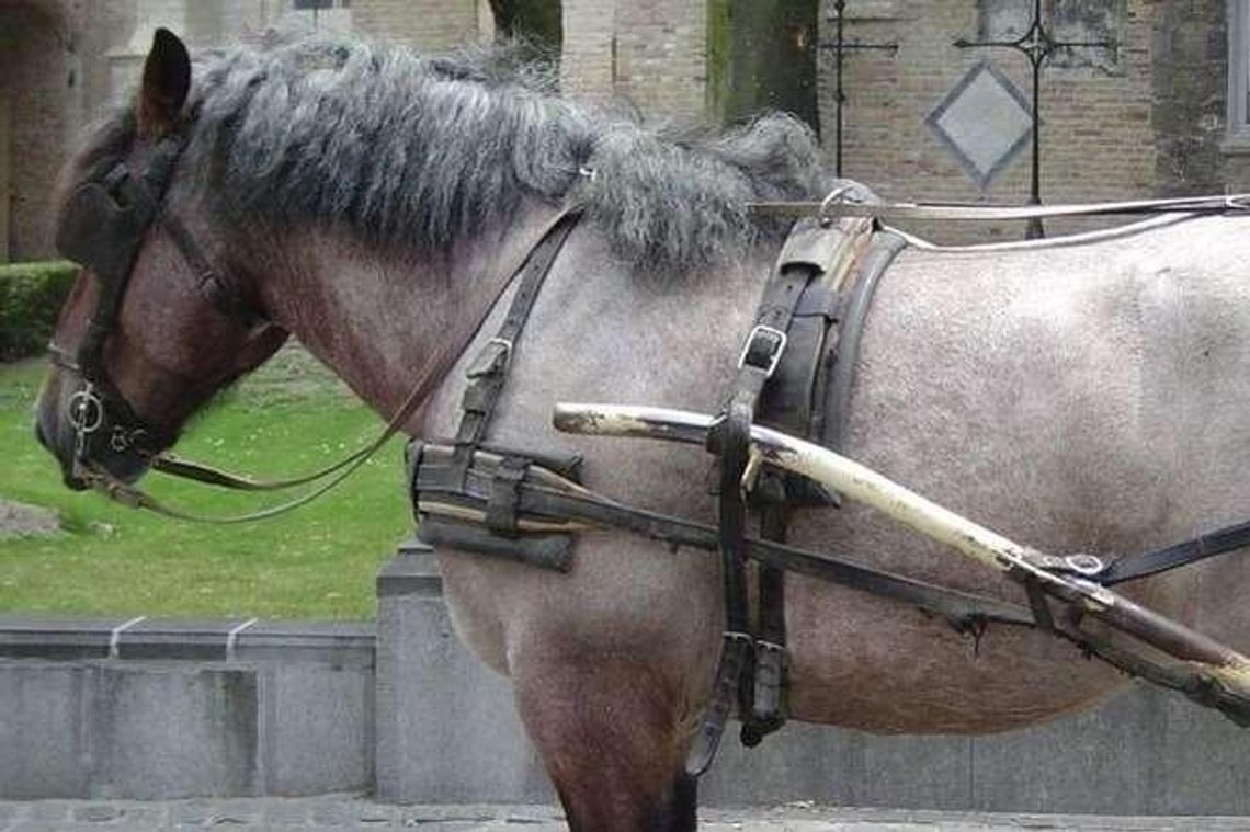 Komendant straży parku prowadził zaprzęg konny i zderzył się z autem. Kary nie będzie