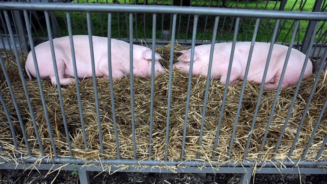 Komitet Regionów przy UE zajmie się ASF. "Chodzi o poszkodowanych rolników i o refundacje dla nich" Komitet Regionów przy UE zajmie się ASF. "Chodzi o poszkodowanych rolników i o refundacje dla nich"