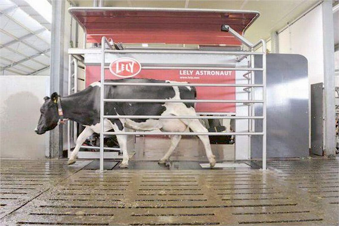 Komputer w oborze. Krowy same się doją