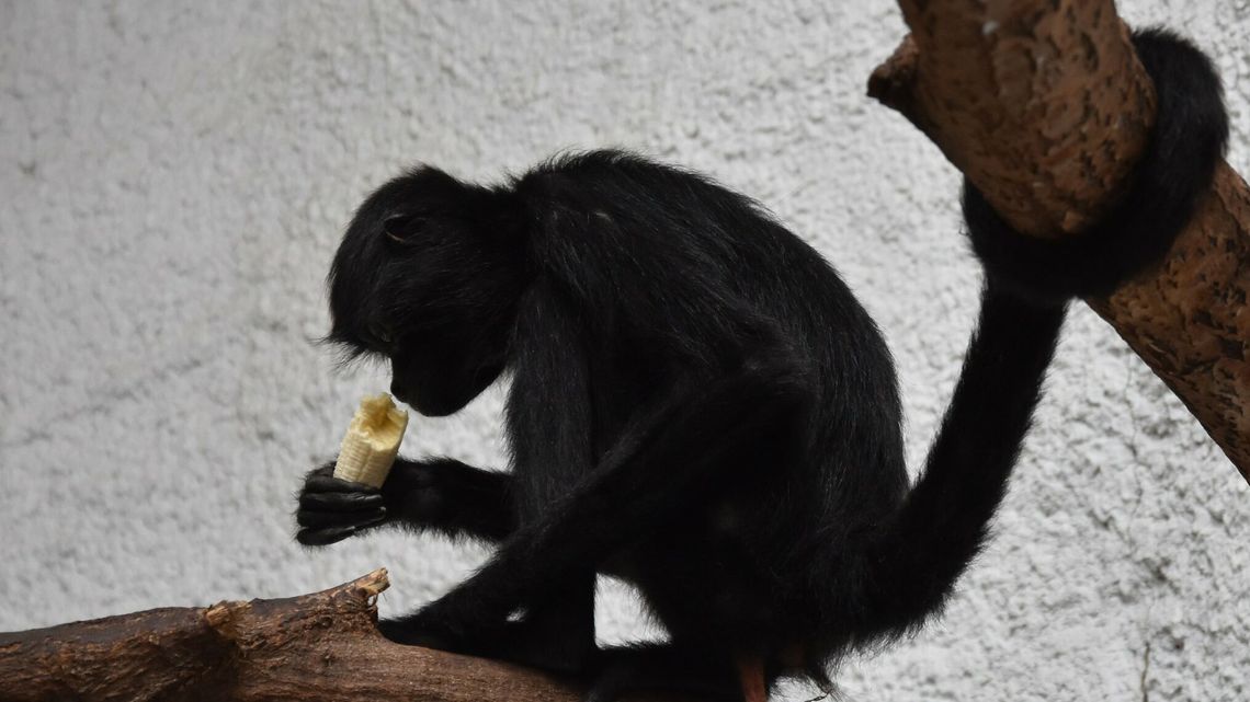 Komu twaróg, komu nektar. Kto co lubi w zamojskim zoo Komu twaróg, komu nektar. Kto co lubi w zamojskim zoo