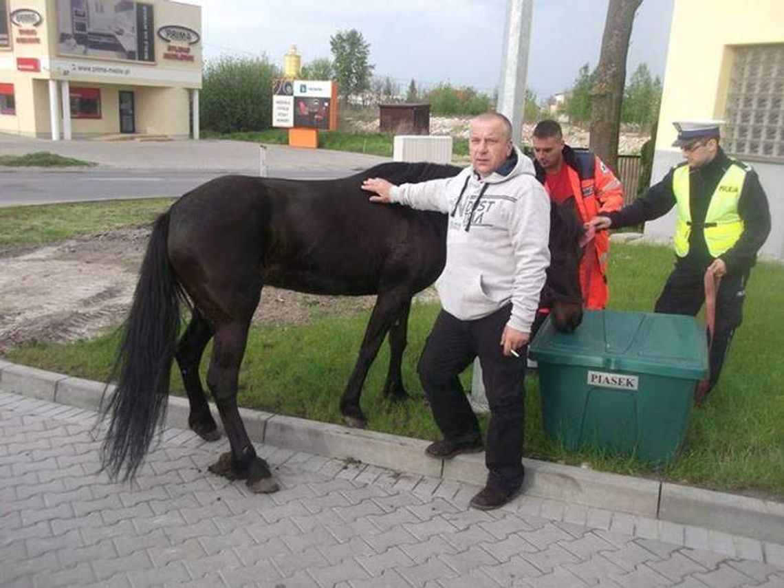 Koń bez jeźdźca galopował ulicami Zamościa. Policjanci ruszyli w pościg